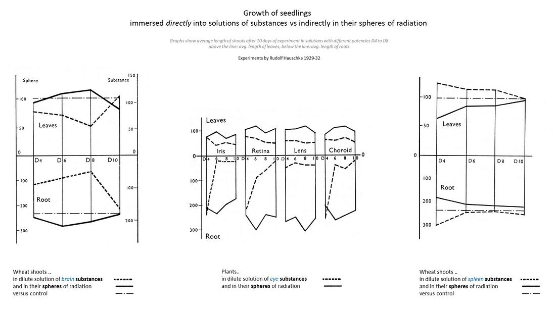 shows an experiment by Rudolf Hauschka to show the effect of cosmic nutrition and the etheric formative (life) forces, by comparing growth of seedlings immersed directly into solutions of substances vs indirectly in their spheres of radiation. Graphs show average length of shoots after 10 days of experiment in solutions with different potencies D4 to D8. Above the line is shown the avg. length of leaves, below the line the avg. length of roots. Substances on the left are brain and eye as organs of the nerve-sense subsystems. They promote growth when raying in influences from the surrounding sphere, whereas they have no effect in direct application. Substance on the right is spleen as organ for the metabolic-limb subsystem. Take up is largest for direct immersion versus radiation influence. Taken from the book 'Nutrition' by Rudolf Hauschka as another excellent example of experiments confirming the spiritual scientific knowledge paradigm or hypothesis in the physical lab, without any need for higher cognition. Other examples are Schema FMC00.011, Schema FMC00.012 and Schema FMC00.527.