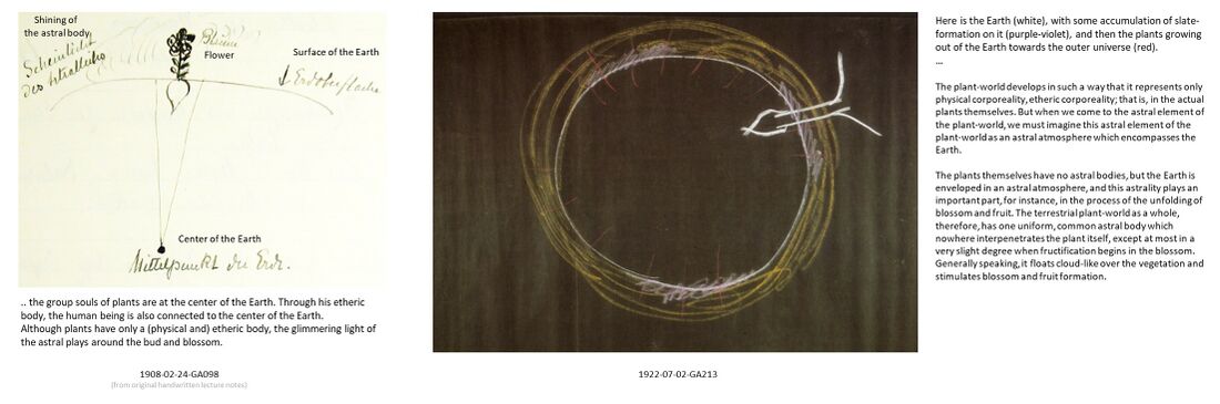 shows two illustrations with short descriptions by Rudolf Steiner of the astral body of plants. On the left, the illustration made in the lecture 1908-02-24-GA098, and on the right the BlackBoard Drawing (BBD) of 1922-07-02-GA213.