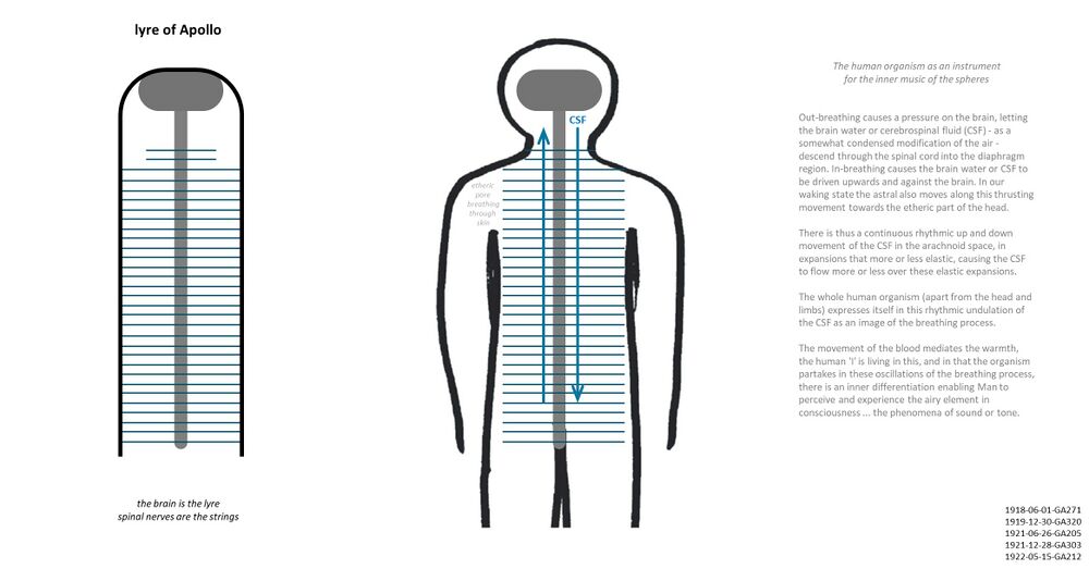 illustrates, on the left: the human nervous system and organism depicted as what the ancient Greeks called the lyre of Apollo, an instrument on which the gods played the music of the spheres or the etheric formative forces. The 28 (between 24 and 31) spinal nerves are like the strings of that lyre. on the right: the same picture enclosed in the human body, to show how the process of human breathing causes a rhythmic undulation of the cerebrospinal fluid (CSF) as the backbone of the human consciousness experience with the human brain. The contours of the human body shown to point to the fact that Man not only breathes air through the lungs, but there is also a fine breathing of the etheric life energy through the pores of the skin. See Franz Bardon's IIH step 2 and Initiation exercises#Pore breathing. See further Schema FMC00.681A.