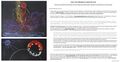 Thumbnail for version as of 11:30, 25 May 2025