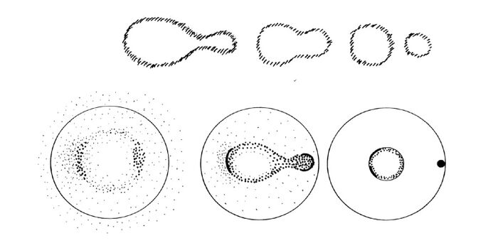 is an illustration from Dankmar Bosse's excellent reference work 'The mutual evolution of Earth and humanity', whereby he complements the blackboard drawings from Rudolf Steiner's lectures (above) with another visualization (below) related to the descriptions in those lectures. Taken together with Schema FMC00.600 and these descriptions, one can imagine - see below middle and right - how the denser part of Earth is on the left - turned to the Sun, before and as the rotation of Earth set in. The drawing below right then links to Schema FMC00.599A.