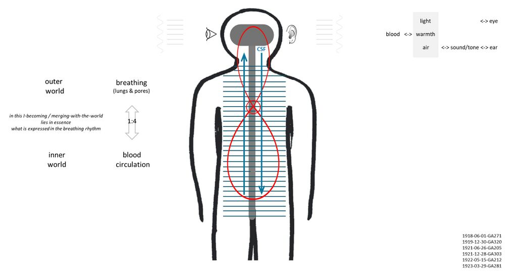 shows the Lyre of Apollo and the human nerve-sense subsystem with balance of breathing and blood circulation underlying human consciousness. Lower left: Building on Schema FMC00.681, this Schema serves as an illustration to the references quotes in the lower right corner that are on the topic pages of the different inter-related elements to bring together various aspects: a) how the breathing causes or pushes against the blood circulation b) the 4:1 ratio between the two rhythms (see also The heart's two blood circuits) c) how the breathing process causes the rhythmic undulation of the cerebrospinal fluid (CSF) - shown here with the dark blue vertical arros d) the whole considered along the spectrum of elements and ethers, so air processes related to the astral, the etheric working on the watery, the human I mediating warmth. *1918-06-01-GA271 and 1919-12-30-GA320 are on Nerve-sense subsystem#lyre of Apollo *1921-06-26-GA205 and 1923-03-29-GA281 are on Rhythmic subsystem#Hexameter *1921-12-28-GA303 and 1922-05-15-GA212 are on Human breathing#Conscious thinking and rhythm of cerebrospinal fluid (CSF) The six references are given to initialize one's study of these subtopics (with other references on these pages) that have to be integrated in one's mind. Furthermore see also: The heart's two blood circuits (shown here in red) and Between heart and brain. On the left: In breathing, the human being is entirely conjoined with the cosmos. The air which I have just breathed in was formerly an ingredient in the cosmos, and it will afterwards become an ingredient in the cosmos once more - and here not just coarse but also fine breathing is meant. In our in-breathing the external world pulsates: we receive the moving waves of cosmic life into ourselves, and adjust them to our inner being. In our out-breathing our own blood pulsates: we impart to the rhythm of the breath something of the vibration of the pulse in the circulating blood (1922-09-22-GA216). This interchange between Man and the world finds its inner formation in the rhythm of blood-circulation, closely bound up with the breathing-rhythm through a harmony expressed in the ratio one to four between respiration and pulse. Upper right: The idea is that the Schema comes to life as an image and foundation to understand the process of human consciousness and what we call the human 'I' and threefold soul: the process of perception with the human senses, and thinking. The image on the upper right (from 1919-12-30-GA320) points to the fact that with this lyre of Apollo, with the nerve-sense subsystem (nerves, senses) thus 'riding' on the rhythmic subsystem (breathing, blood circulation ..), Man is able to experience inner differentiations that relate to what enters the human senses as an air wavefront, or light .. and thus becomes a conscious soul experience of tone, music, speech, vision. See also the short description on the Music topic page. In summary, from Schema FMC00.431, the human 'I' "plays on the instrument of the soul and the different strings of human soul life".