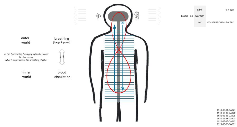 shows the Lyre of Apollo and the human nerve-sense subsystem with balance of breathing and blood circulation underlying human consciousness. "In every breath the cosmos enters into us, and this meets the blood, which is the expression of our inner forces" and "In breathing the outer world penetrates man; in circulation the inner world strives outward. Conscious life arises where the two streams meet.” Lower left: Building on Schema FMC00.681, this Schema serves as an illustration to the references quotes in the lower right corner that are on the topic pages of the different inter-related elements to bring together various aspects: a) how the breathing causes or pushes against the blood circulation b) the 4:1 ratio between the two rhythms (see also The heart's two blood circuits) c) how the breathing process causes the rhythmic undulation of the cerebrospinal fluid (CSF) - shown here with the dark blue vertical arros d) the whole considered along the spectrum of elements and ethers, so air processes related to the astral, the etheric working on the watery, the human I mediating warmth. *1918-06-01-GA271 and 1919-12-30-GA320 are on Nerve-sense subsystem#lyre of Apollo *1921-06-26-GA205 and 1923-03-29-GA281 are on Rhythmic subsystem#Hexameter *1921-12-28-GA303 and 1922-05-15-GA212 are on Human breathing#Conscious thinking and rhythm of cerebrospinal fluid (CSF) The six references are given to initialize one's study of these subtopics (with other references on these pages) that have to be integrated in one's mind. Furthermore see also: The heart's two blood circuits (shown here in red) and Between heart and brain. On the left: In breathing, the human being is entirely conjoined with the cosmos. The air which I have just breathed in was formerly an ingredient in the cosmos, and it will afterwards become an ingredient in the cosmos once more - and here not just coarse but also fine breathing is meant. In our in-breathing the external world pulsates: we receive the moving waves of cosmic life into ourselves, and adjust them to our inner being. In our out-breathing our own blood pulsates: we impart to the rhythm of the breath something of the vibration of the pulse in the circulating blood (1922-09-22-GA216). This interchange between Man and the world finds its inner formation in the rhythm of blood-circulation, closely bound up with the breathing-rhythm through a harmony expressed in the ratio one to four between respiration and pulse. Upper right: The idea is that the Schema comes to life as an image and foundation to understand the process of human consciousness and what we call the human 'I' and threefold soul: the process of perception with the human senses, and thinking. The image on the upper right (from 1919-12-30-GA320) points to the fact that with this lyre of Apollo, with the nerve-sense subsystem (nerves, senses) thus 'riding' on the rhythmic subsystem (breathing, blood circulation ..), Man is able to experience inner differentiations that relate to what enters the human senses as an air wavefront, or light .. and thus becomes a conscious soul experience of tone, music, speech, vision. See also the short description on the Music topic page. In summary, from Schema FMC00.431, the human 'I' "plays on the instrument of the soul and the different strings of human soul life".