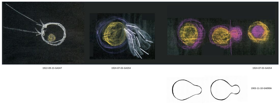 shows various BlackBoard Drawings (BBD) by Rudolf Steiner illustrating the early history of the Earth in the Lemurian epoch, and the separation of the moon. Left: before the separation of the moon (shown in yellow in the white Earth), the Earth was illuminated by the sun from one side. The fluid Earth was made up from a thick liquid substance, and in this 'Earth soup' land masses floated, huge lumps of slime (white spots under arrows). The Earth had its own reproductive energy as the moon forces in the Earth were fertilized by the sunlight (arrows shown). See also Schema FMC00.318. Second from left (and right): from the living Earth, consisting of a thick fluid nucleus (yellow) and surrounding thick air (purple), a protuberance developed which wore away and at last split off, thereby forming an offspring that went out into cosmic space. Right: This inverted body that was separated off (in purple) now had the thick fluid outside and the thinner air inside. It hardened only after it was outside the Earth, and became the current moon. From the hollowing out of the Earth in various places and from the receding continents one can tell that the moon separated from the Earth in the area now called the Pacific Ocean. See also Schema FMC00.315. With the separation of moon a complete change took place, not only in what separated itself off but also in the Earth itself. The rotation of the Earth began only along with the separation of the moon, with the Sun now working on the whole body of the Earth in an alternate rhythm of day and night. The separation of forces caused a hardening of substances on Earth.