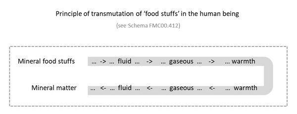 shows the principle of transmutation of 'food stuffs' in the human being: Man takes in physical food and liquids, and these are broken down in the human organism and distributed in fine form (substance/force) throughout the body - see Schema FMC00.513A and Schema FMC00.513 Consider this not materialistically, but taking into account the force substance representation and spectrum of elements and ethers. See in context also as part of Schema FMC00.412 on the metabolic-limb subsystem.