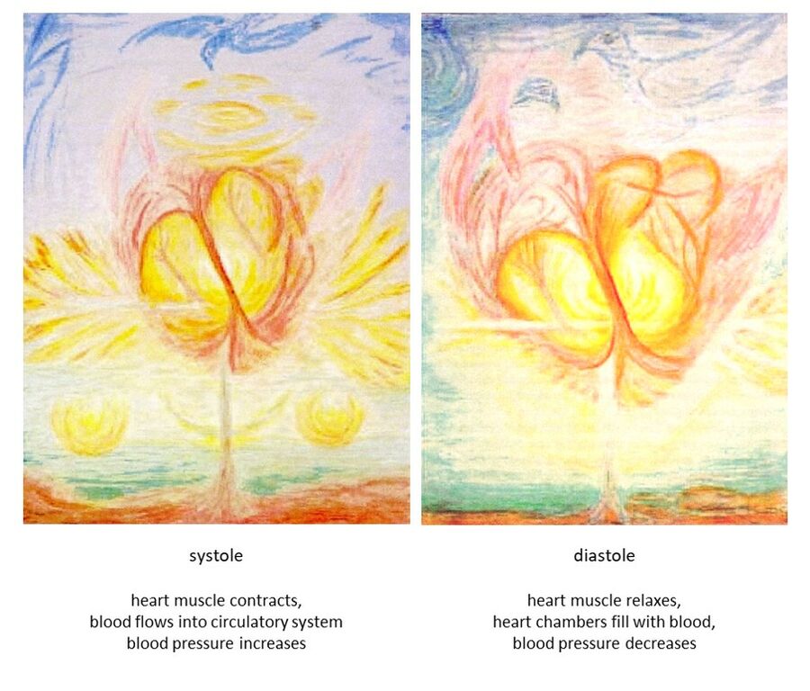 The human heart as a future organ - Anthroposophy