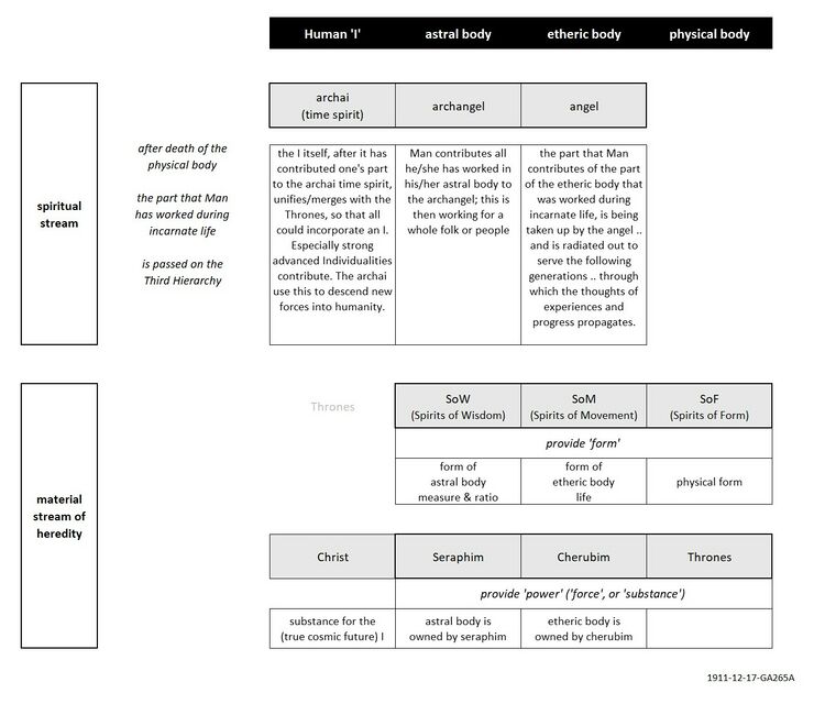 shows how Man's bodily principles is made up of the spiritual hierarchies, and how Man contributes the seeds for future worlds to the Third Hierarchy after death of incarnate life on Earth (see also Schema FMC00.593). The table is an improved variant of the drawing with 1911-12-17-GA265A based on the various notes of this private study hour. Notes: * Substance and form relate to the pillars of the Tree of Life and the logoic principle (Schema FMC00.067A and FMC00.067B) * Regarding the spiritual hierarchies, compare also with a.o. Schema FMC00.058.