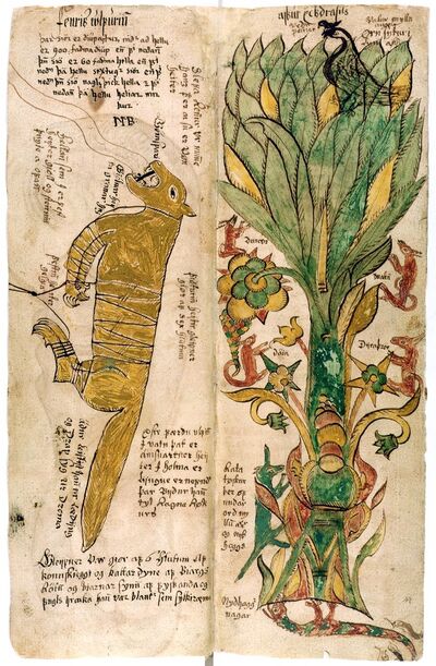 shows a 17th century illustration of Yggdrasil dating from around 1680, from the Icelandic manuscript AM 738 (housed at the Arni Magnusson Institute in Iceland). Magnusson (1663-1730) was an Icelandic scholar and collector of manuscripts. on the right: the Yggdrasil world tree, with a.o. the serpent Níðhöggr below the trunk and rooster Gullinkambi in the treetop on the left: the Fenris or Fenrir wolf - see also SchemaFMC00.383 Click the image multiple times to zoom to full resolution (and back out)