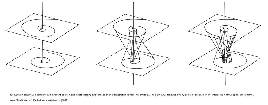 shows the principle of applied projective geometry as a mathematical basis for the laws that give form to organic and plant life in nature through the etheric formative forces. More specifically this illustrates the concept of calculating a 'path curve' of points in space, that lie on the intersection of two interpenetrating spiral cones from two invariant points. For more info, see Mathematics of the etheric As shown in the reference work 'The Vortex of Life’ by Lawrence Edwards (1993), computer simulations render quite exactly the measured forms of buds of flowers, but also the form of the human heart, thereby corresponding to qualitative descriptions by Rudolf Steiner (see Schema FMC00.675).