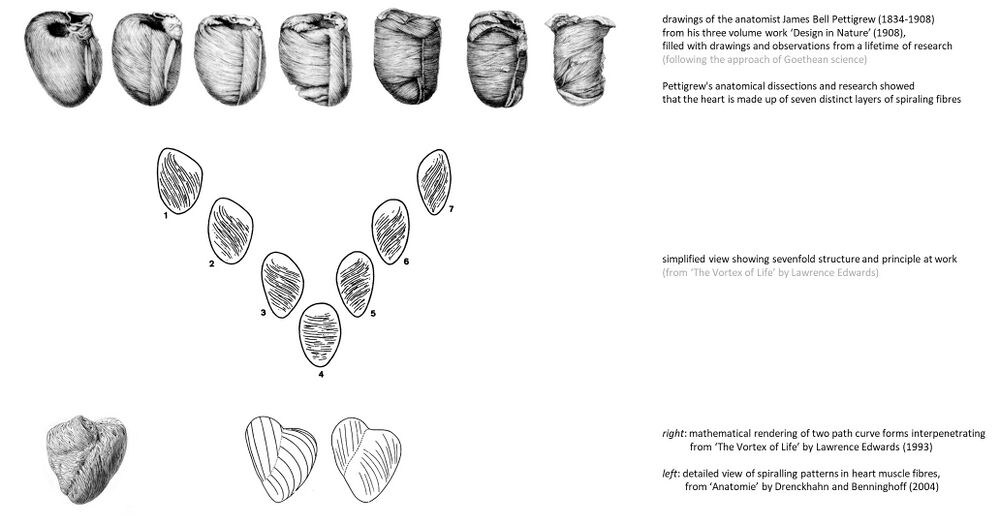 shows how the form of the human heart with its spiralling patterns in the muscle fibres can be graphically rendered based on computer models based on projective geometry (see: Mathematics of the etheric) following indications by Rudolf Steiner (The two etheric streams#1920-05-14-GA201); here taken from the reference work ‘The Vortex of Life’ by Lawrence Edwards (1993), see also his quote on this: The two etheric streams#1993 - Lawrence Edwards. above: drawings of the human heart by anatomist James Bell Pettigrew (1834-1908) from his three volume work ‘Design in Nature’ (1908), below: mathematical rendering of two path curve forms interpenetrating - see Schema FMC00.674, and comparison with modern picture